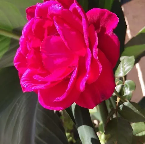 公寓式酒店 乐园公寓酒店